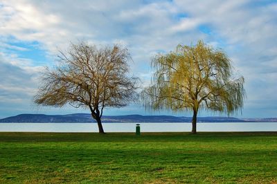 Tree on golf course by sea against sky