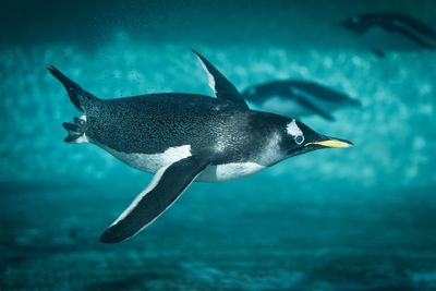 Gentoo penguins swimming in sea