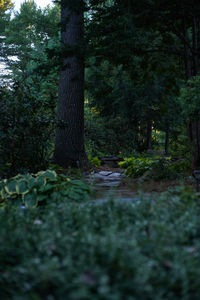 View of trees in forest