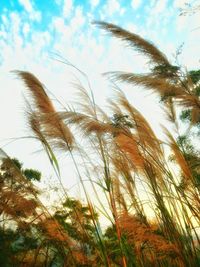 Low angle view of trees against sky