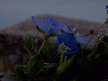 Close-up of purple flowering plant