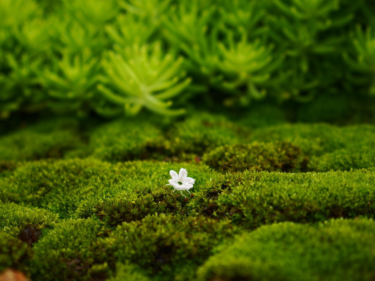 HIGH ANGLE VIEW OF SMALL WHITE FLOWER ON FIELD