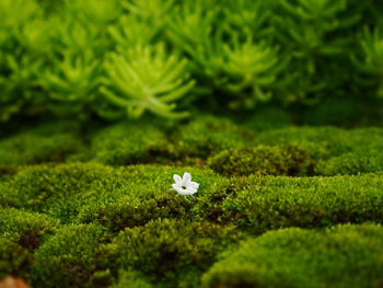 High angle view of white flowers on field