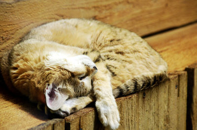 Close-up of cat sleeping on wood