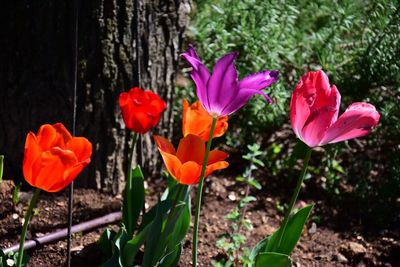 Close-up of red tulips blooming in field