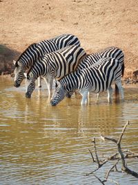 Zebra standing in lake