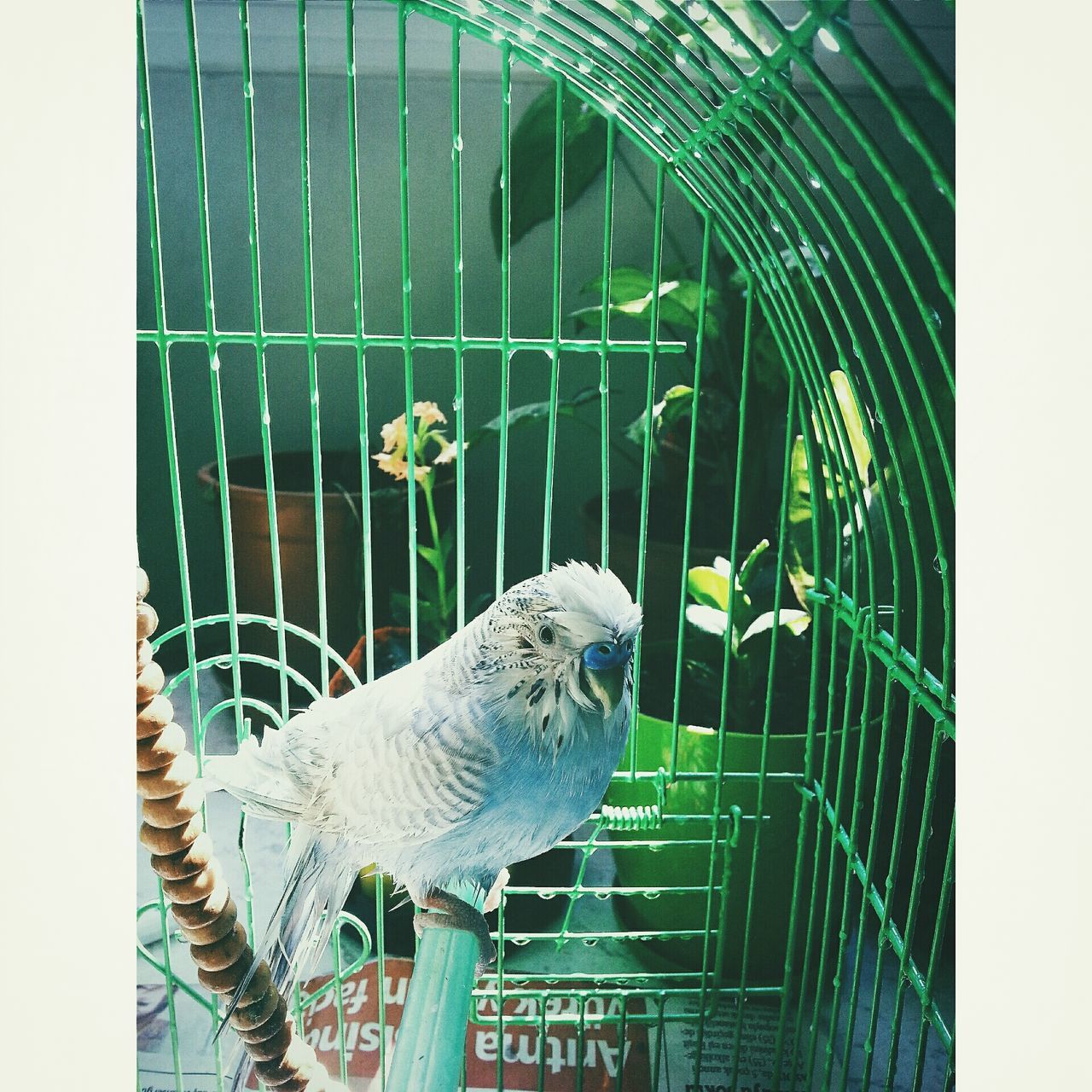 animal themes, animals in the wild, one animal, wildlife, bird, cage, animals in captivity, perching, fence, plant, no people, close-up, day, zoo, nature, outdoors, transfer print, railing, birdcage, auto post production filter