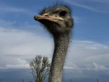 ostrich