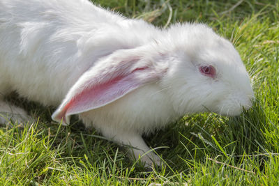 Close-up of a white rabbit on grass