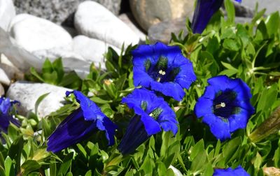 Close-up of blue purple flowering plants