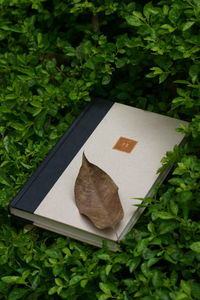 Close-up of heart shape plants