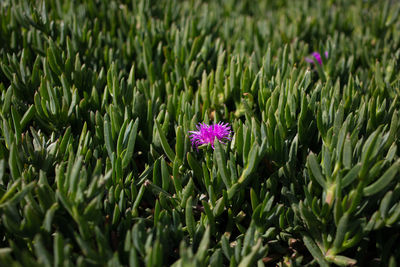 Close-up of pink flowering plants on field