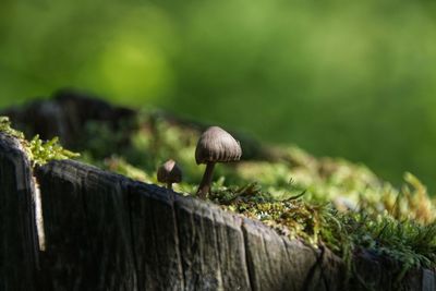 Close-up of mushroom growing in forest