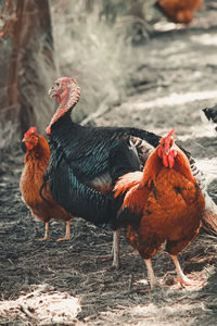 Close-up of rooster on field