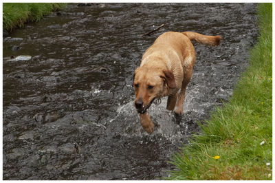 Dog running in a water