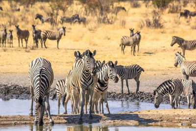 Zebras by pond in forest