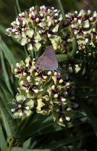 Close-up of butterfly pollinating flowers