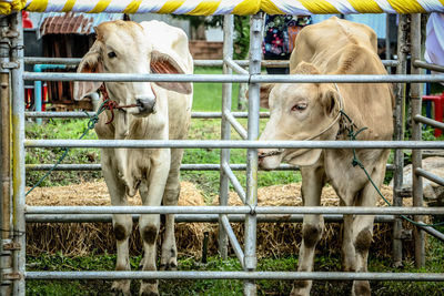 Horses in ranch