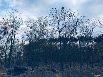 Bare trees on landscape against sky