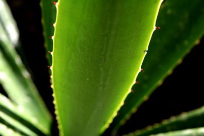 Close-up of green leaves