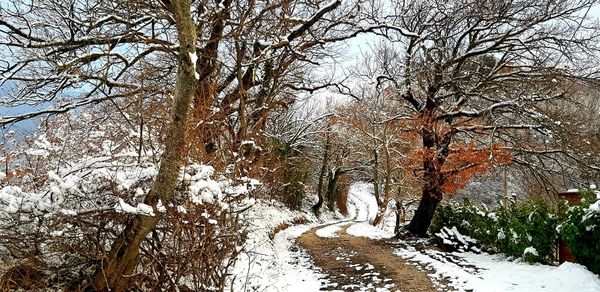 Bare trees in forest during winter