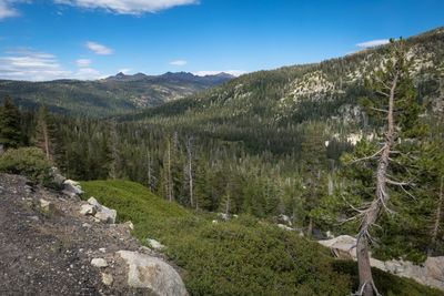 Pine trees in forest against sky