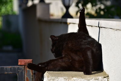 Black cat sitting on retaining wall