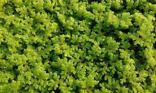 Full frame shot of green plants