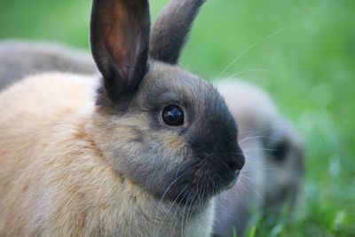 Close-up of an rabbit