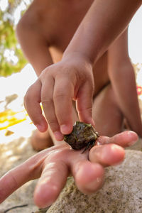 Close-up of boy holding crab on beach