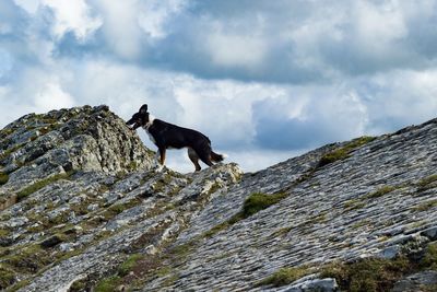 Low angle view of dog standing on cliff against sky
