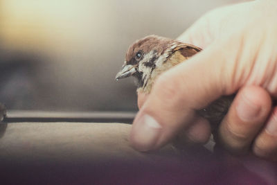 Close-up of person holding bird