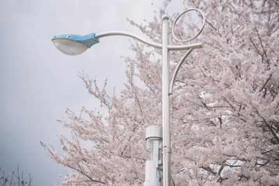 Low angle view of cherry blossoms against sky