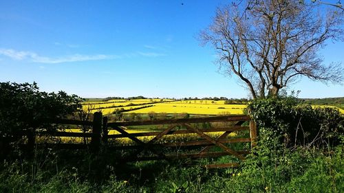 Scenic view of field against blue sky