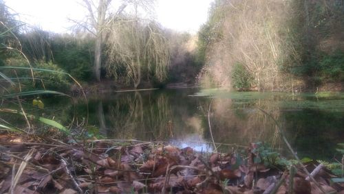 Reflection of trees in lake