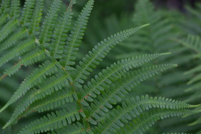 Close-up of fern leaves