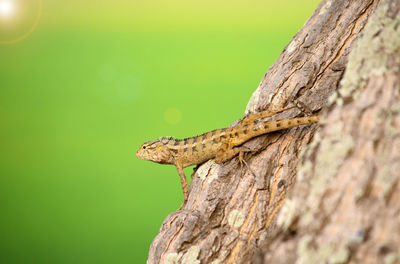 Close-up of lizard on tree trunk