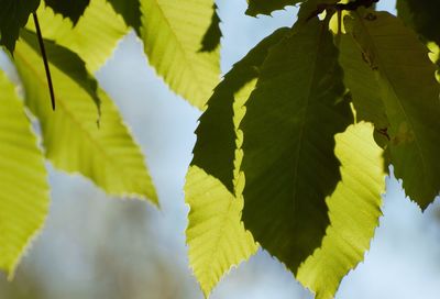 Low angle view of leaves on tree