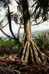 Close-up of coconut palm tree