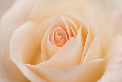 Close-up of rose bouquet