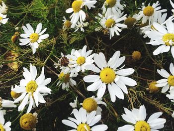 Close-up of white daisy flowers