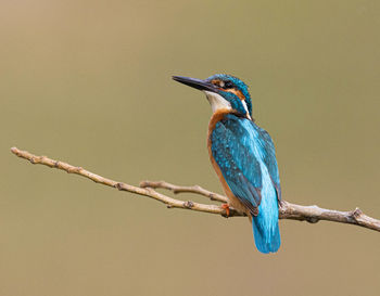 Close-up of bird perching on branch