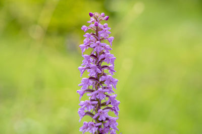 Close-up of purple flowering plant