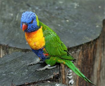 Close-up of parrot perching on wood