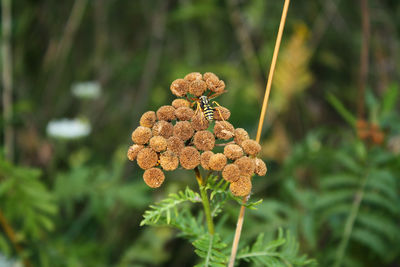 Close-up of flowering plant