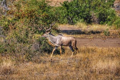 Side view of deer standing on field