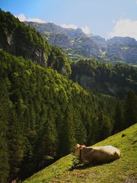 View of an animal on landscape