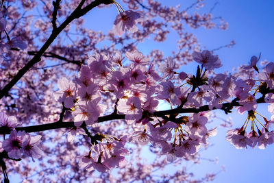 Low angle view of cherry blossoms in spring