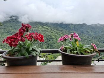 Potted plants on table