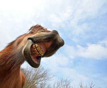 Low angle view of horse against sky